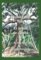 The Mahogany Tree * El árbol de caoba - Al Sprague, Dagny Sprague
