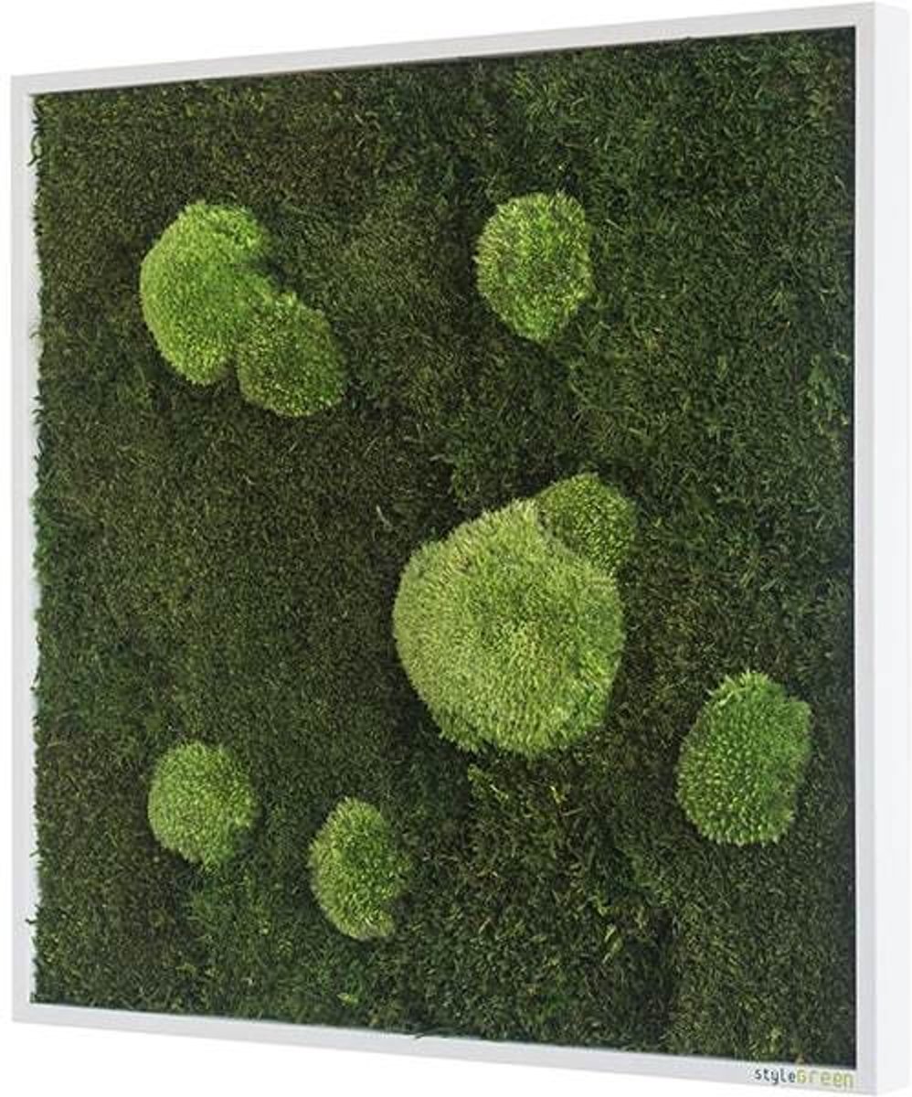 Verticale tuin - Flat & Pole moss - 55 x 55cm