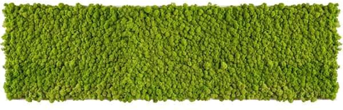 reindeer moss picture 140 x 40 CM voorjaar