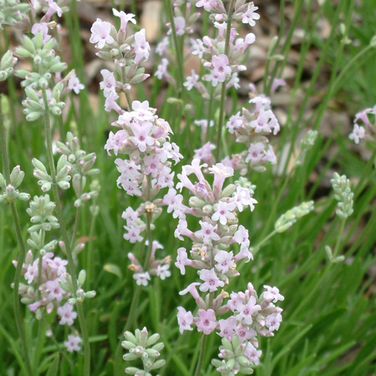 Fonkelnieuw Lavendel of Lavandula | Huis en Tuin: Tuin MU-95