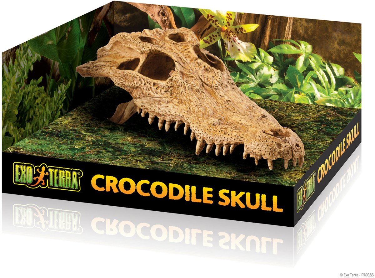 Exo Terra Terrarium decoratie Crocodile Skull - B - 23 x 12 x 7,5cm
