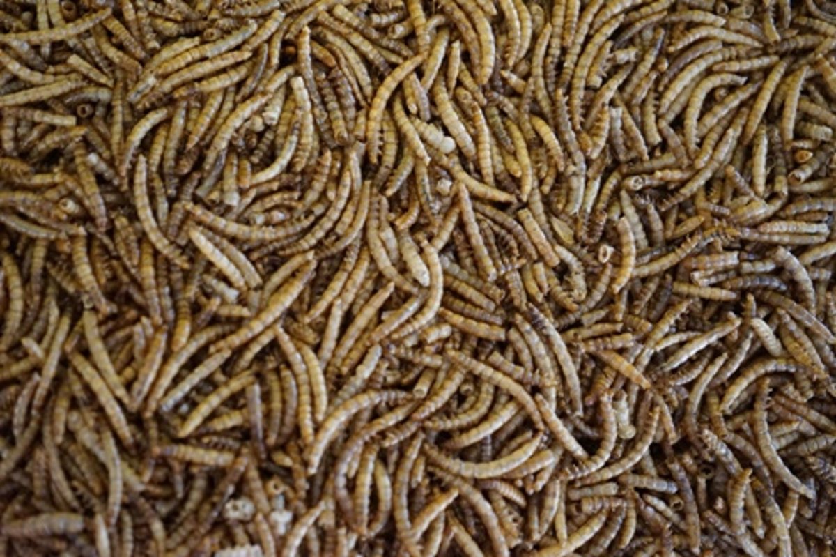 Meelwormen - Kippenvoer (2,5 Liter)