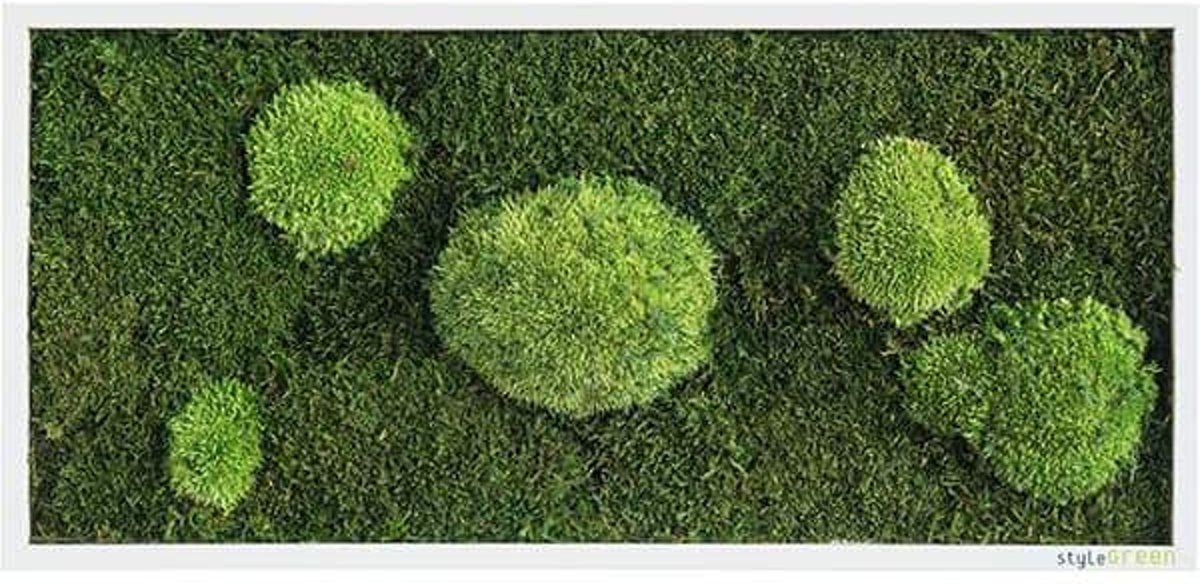 Verticale tuin - Flate & Pole moss - 57 x 27cm