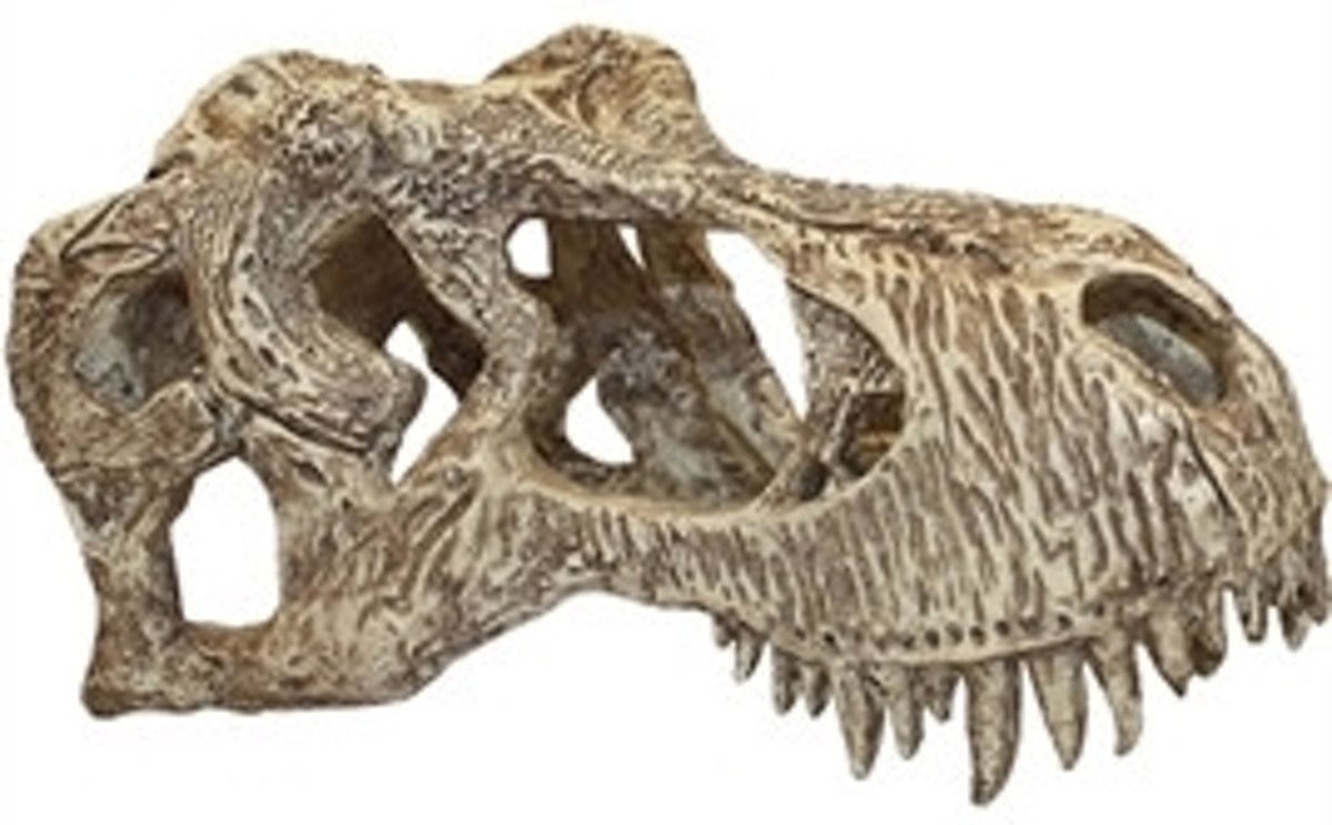 Komodo t-rex schedel
