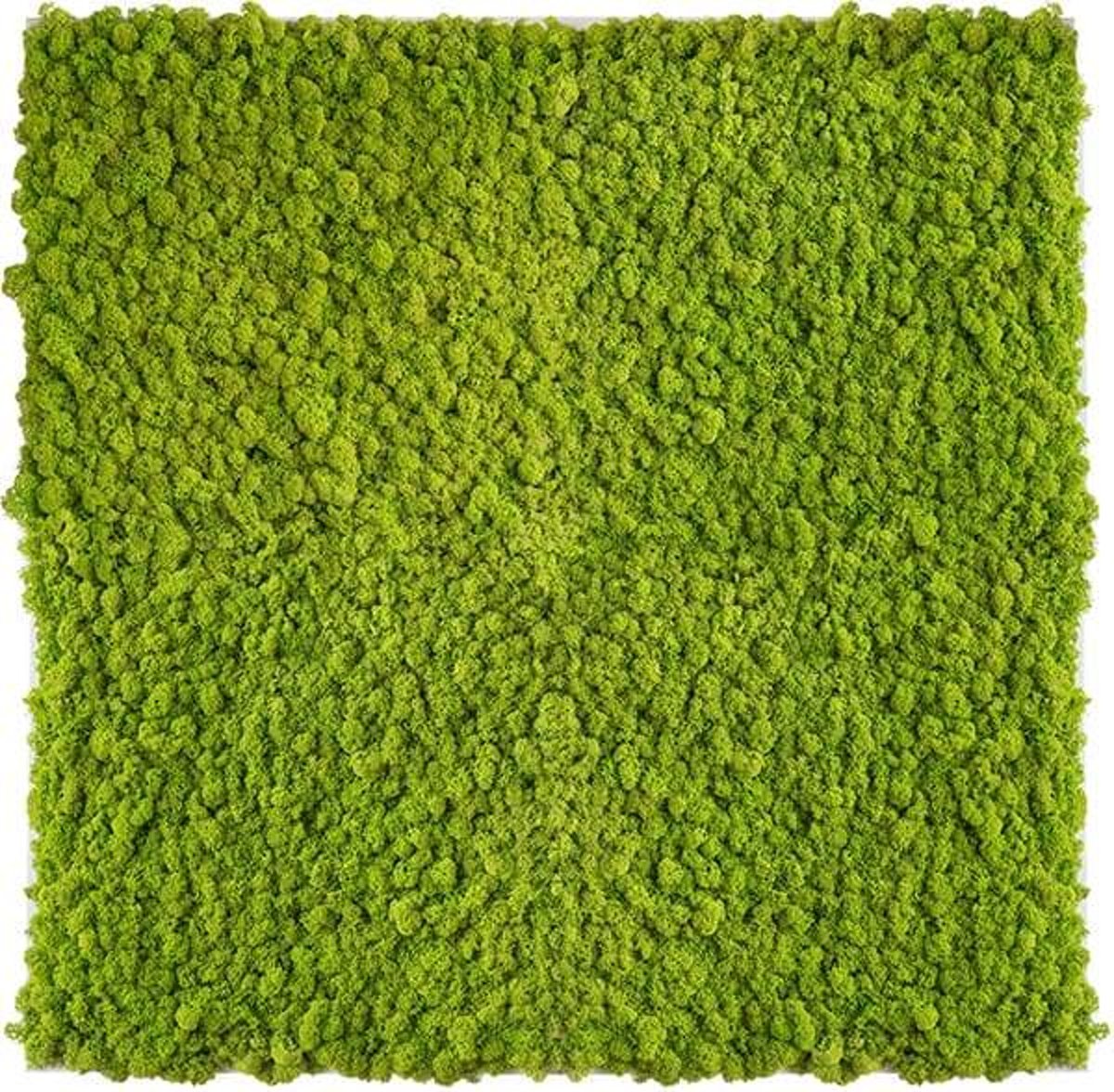 reindeer moss picture 80 x 80 CM voorjaar