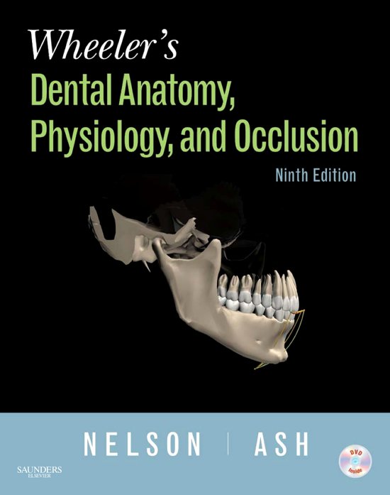 oral anatomy
