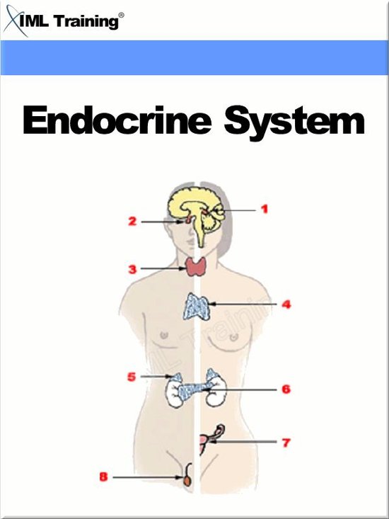 Endocrine System &lpar;Human Body&rpar;