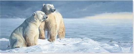 Afbeelding van het spel Polar Bears Panoramic Boxed Holiday Cards