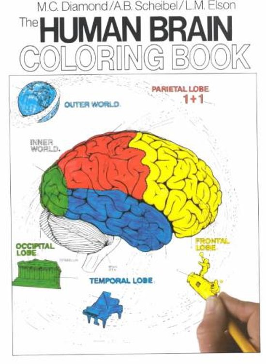 marion-c-diamond-the-human-brain-coloring-book