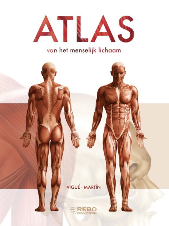 Samenvatting met informatie over de werking over de hersenen en zenuwen.  (Gebaseerd op het boek 'Atlas van het menselijk lichaam' - Vigué-Martin & 'Medische kennis' - E.A.F. Wentink