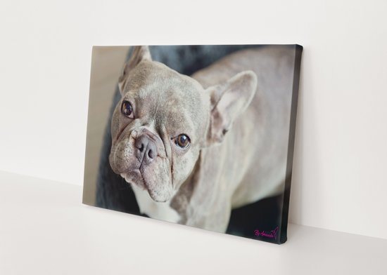 Verwonderlijk bol.com | Hond | Franse Bulldog | Dieren | Stichting BY Amanda PY-64