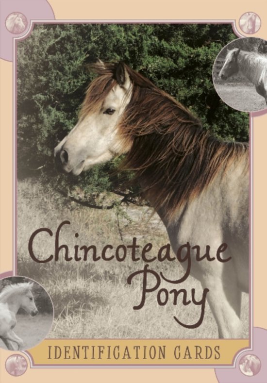 Afbeelding van het spel Chincoteague Pony Identification Cards