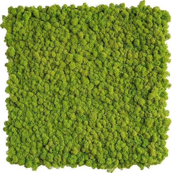 reindeer moss picture 55 x 55 CM voorjaar