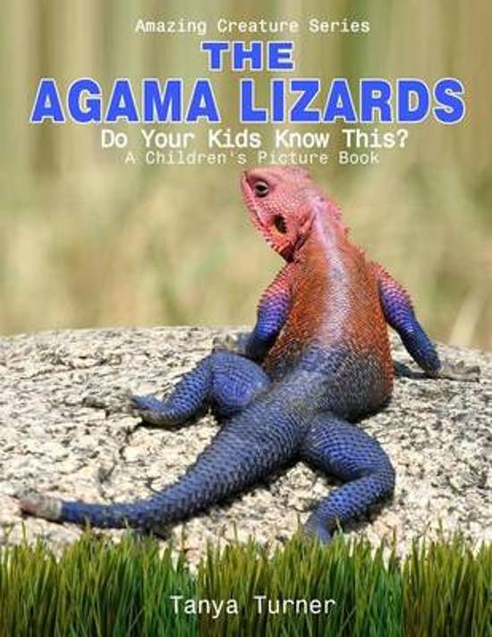 The Agama Lizard. 