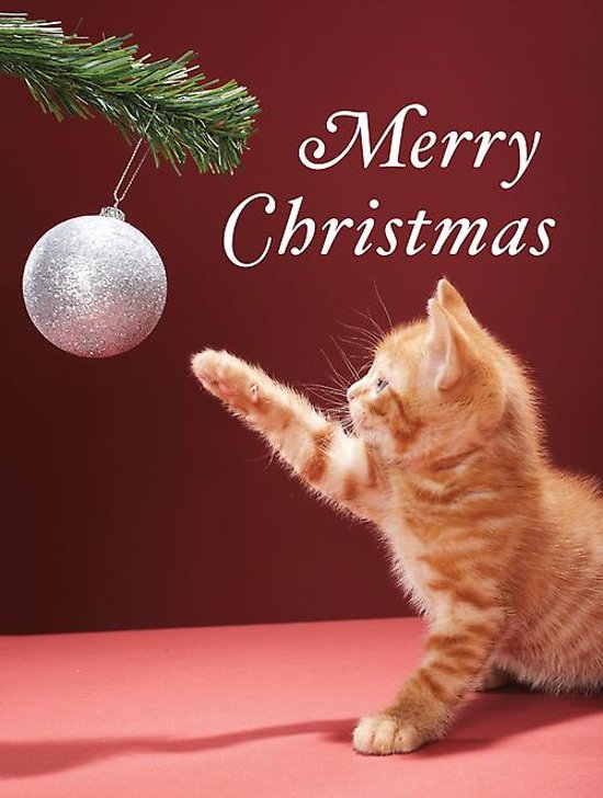 Afbeelding van het spel Christmas Kitty Boxed Holiday Full Notecards