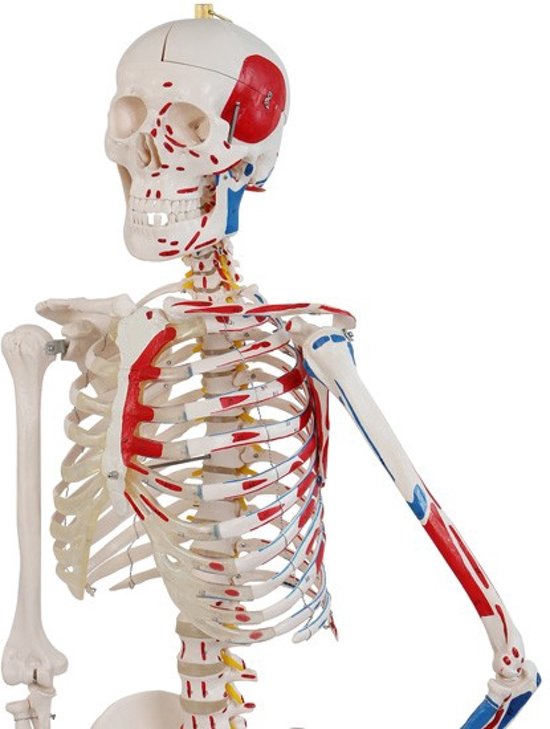 Thumbnail van een extra afbeelding van het spel Anatomie skelet model, levensgroot met spier weergave