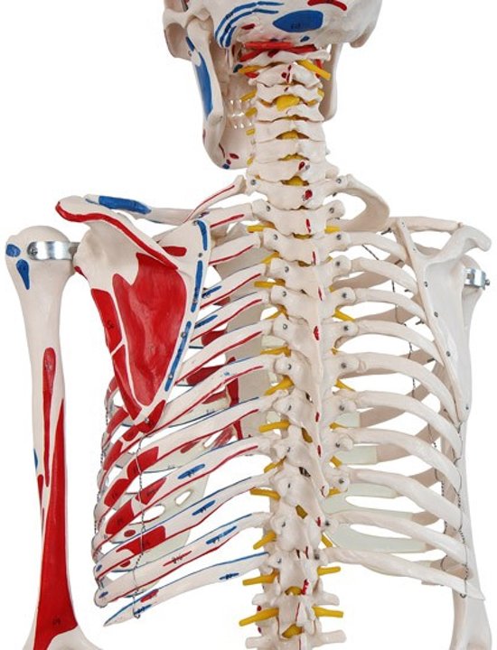 Thumbnail van een extra afbeelding van het spel Anatomie skelet model, levensgroot met spier weergave