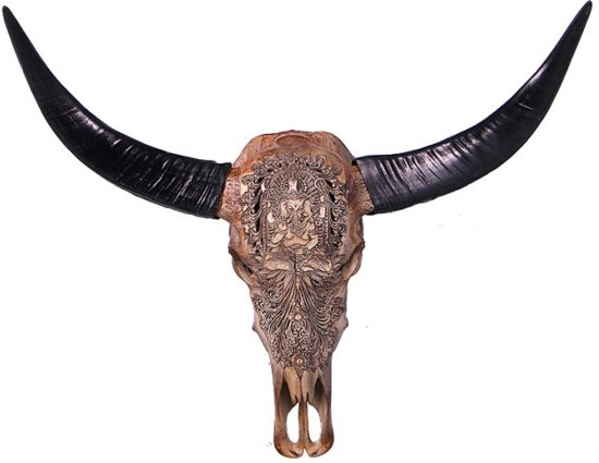 Waterbuffel schedel kopen
