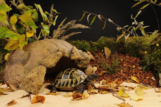 Exo Terra Schildpadden Grot