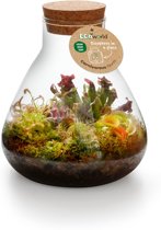 Ecoworld Swamp Biosphere Ecosysteem in Glas - Pira