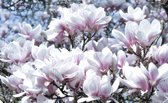 Fotobehang Bloemen, Magnolia | Roze | 416x254