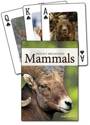 Afbeelding van het spelletje Mammals of the Rocky Mountains Playing Cards