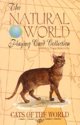 Afbeelding van het spelletje Cats Of The World