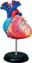 Afbeelding van het spelletje Heart Anatomy 4D, 4M
