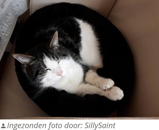 Petcomfort Bontmand Hondenmand/Kattenmand - 46x40x13 cm - Zwart