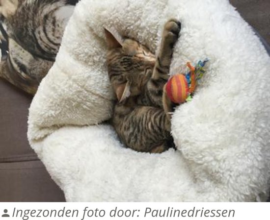 All for paws donut - Kattenmand - 40 cm