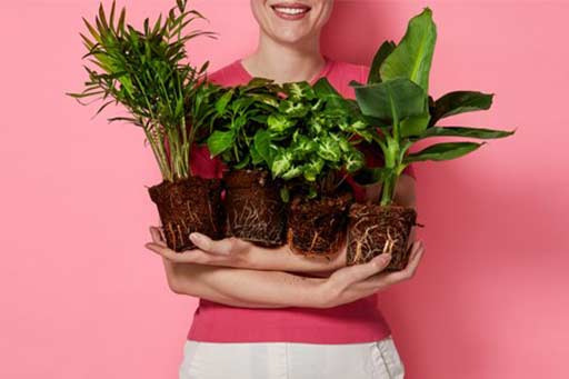 Vrouw met vier plantjes in haar handen